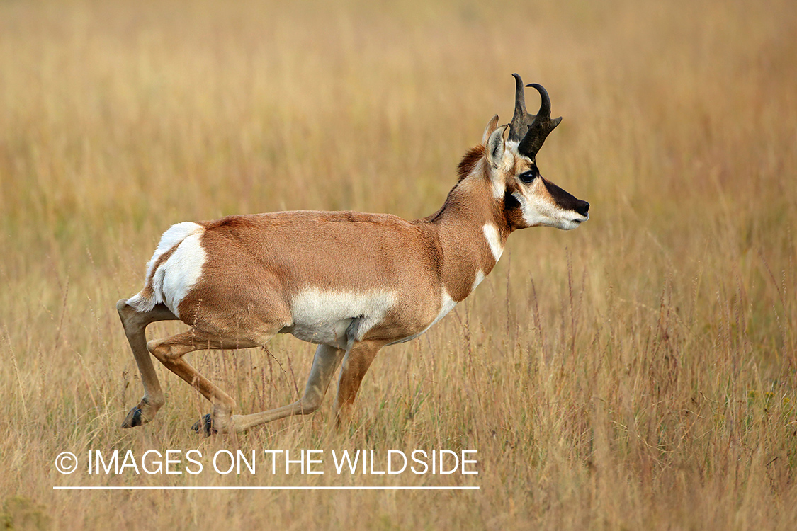 Pronghorn Antelope buck running in habitat.