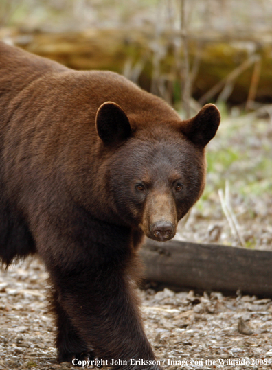 Black Bear in habitat