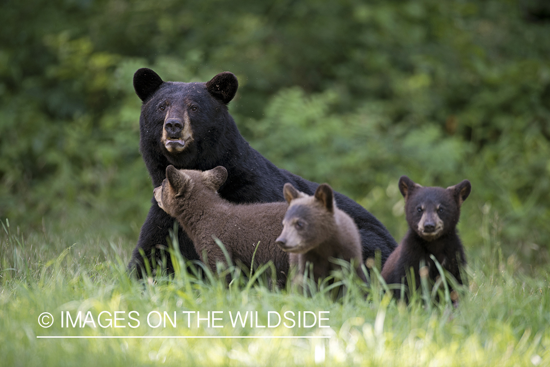 Black Bear with cubs in habitat.