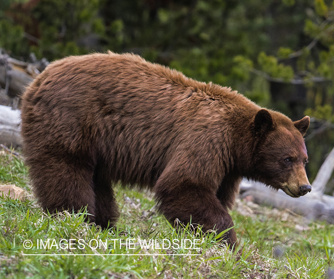 Black bear with brown face in habitat.