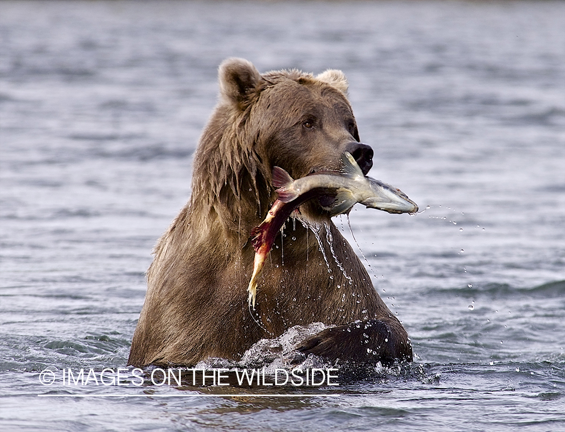 Brown Bear with sockeye salmon catch in habitat.