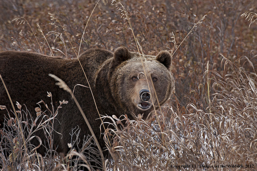 Grizzly Bear in habitat.