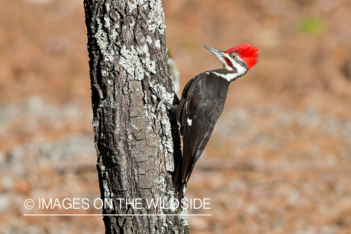 Pileated woodpecker in habitat. 