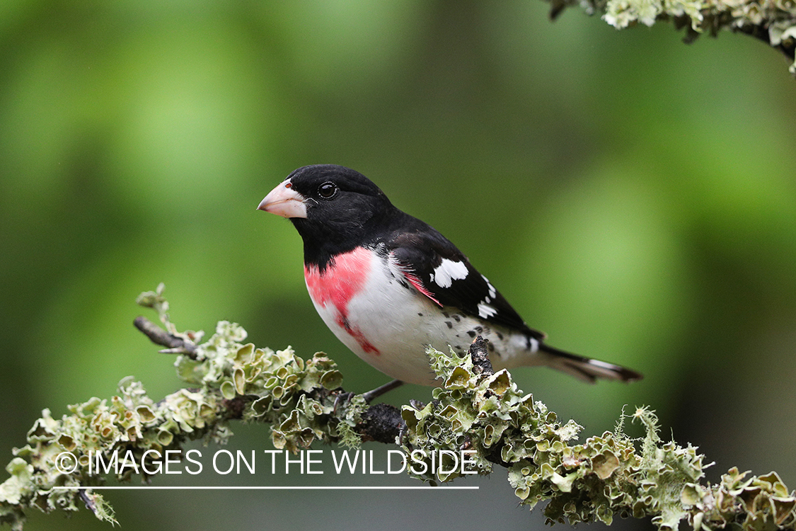 Rose-breasted grosbeak in habitat.