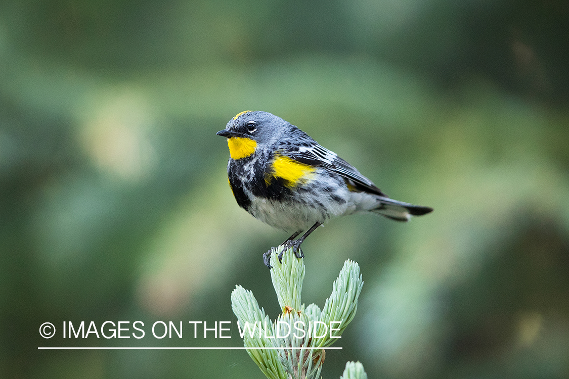 Yellow-rumped Warbler on branch.