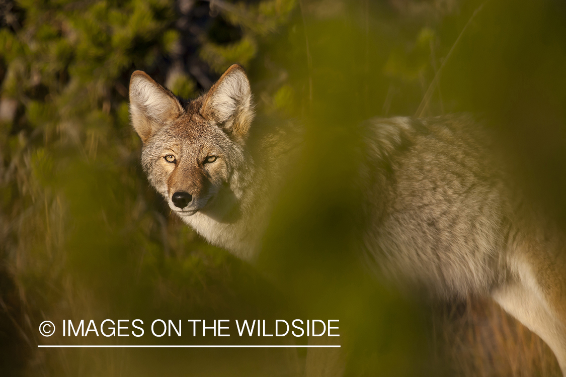 Coyote in habitat.