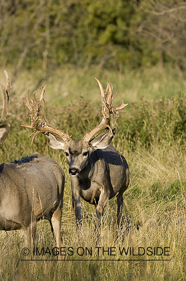 Mule deer in habitat.