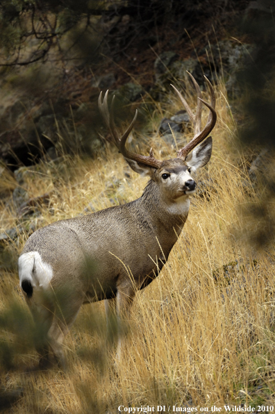 Mule buck in habitat. 