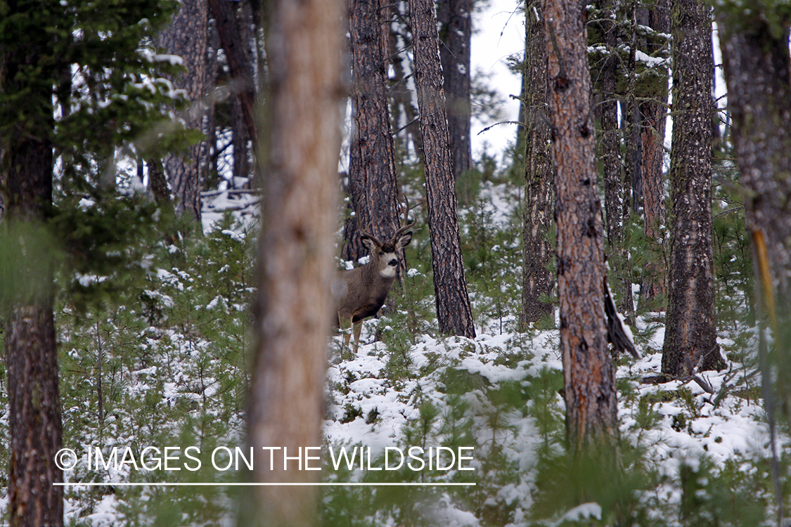 Mule deer buck in winter.