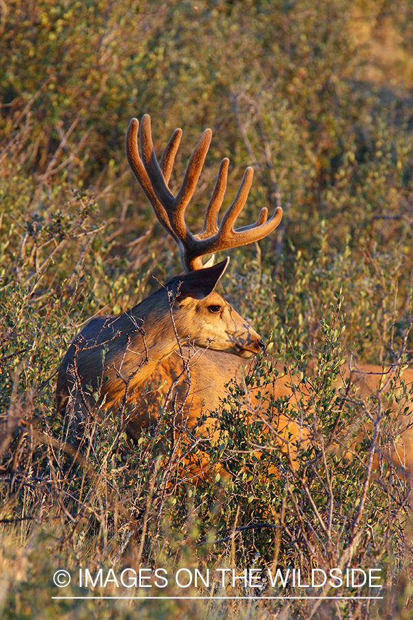 Mule deer buck in habitat. 