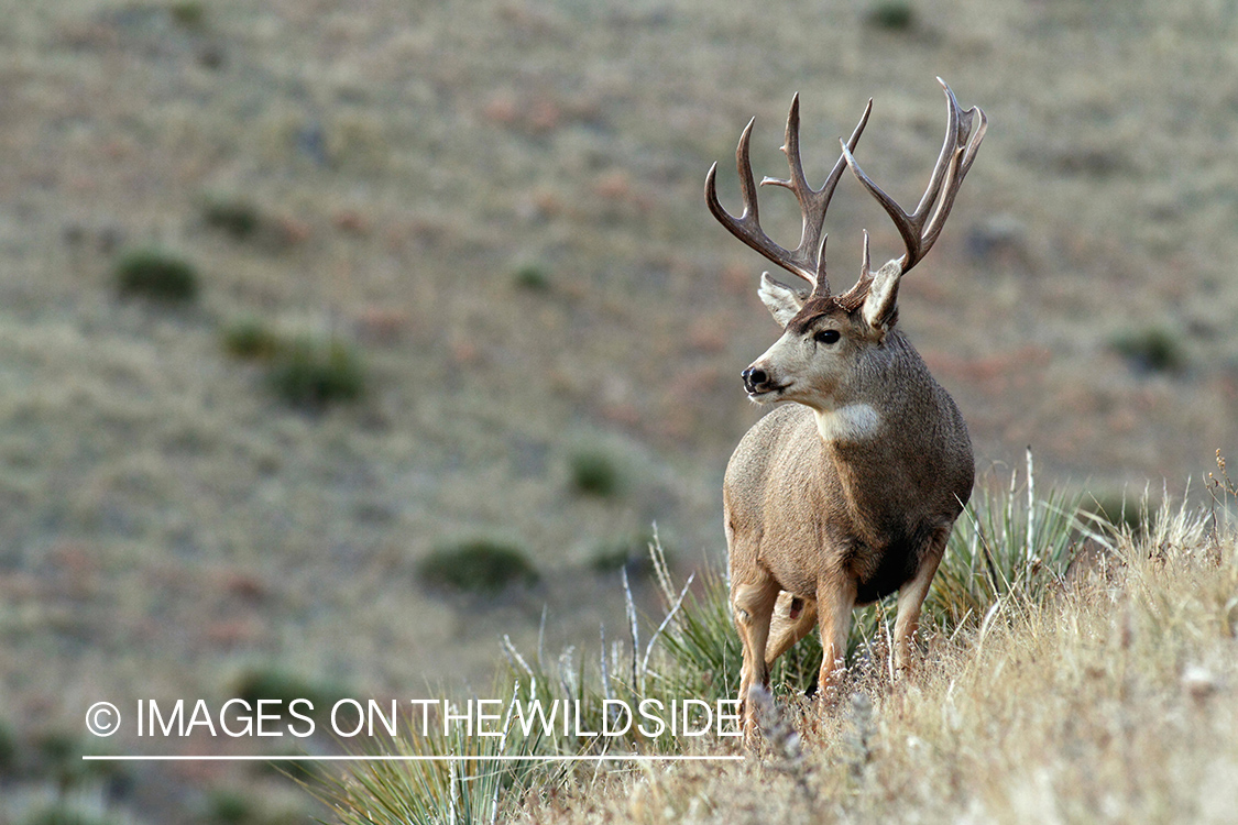 Mule Deer buck in habitat.