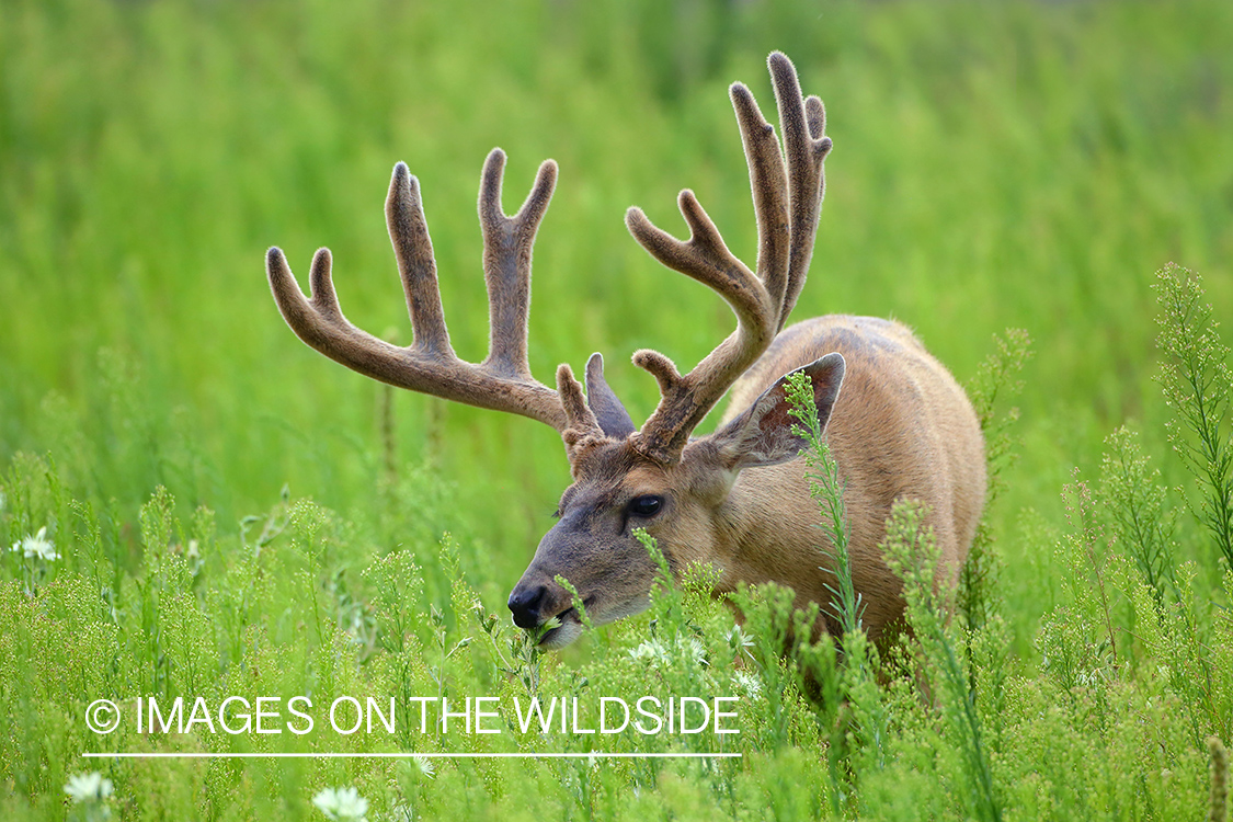 Mule Deer Buck in Velvet.