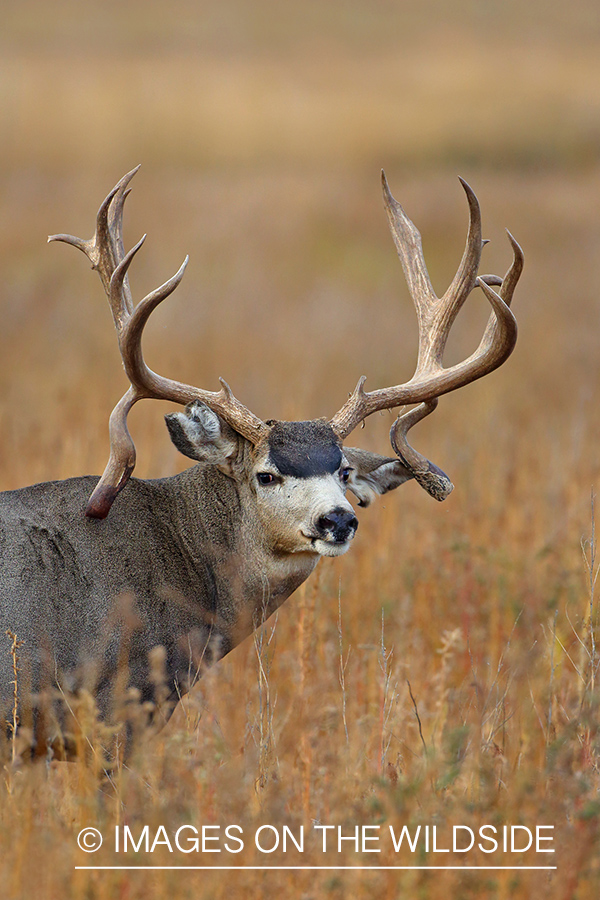 Mule deer buck.