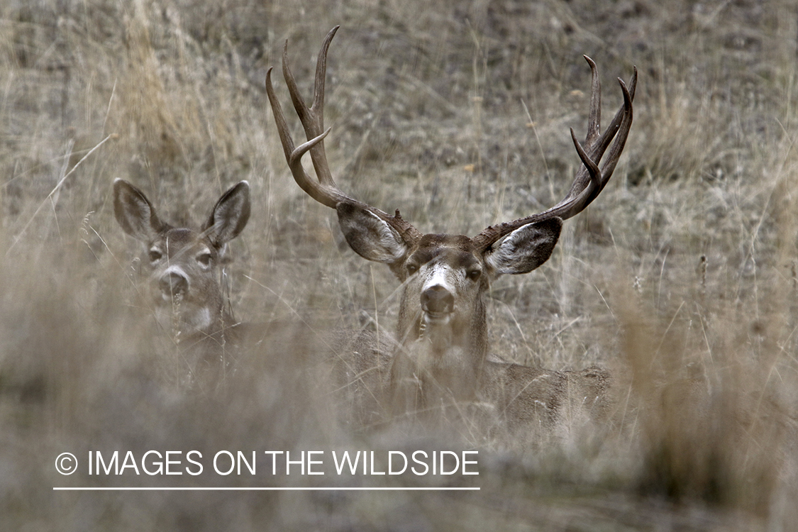 Mule deer buck and doe laying down in field.