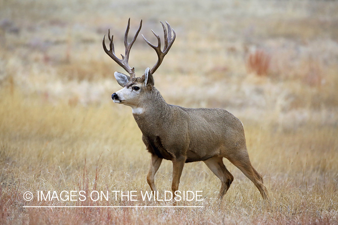 Mule deer buck in field.