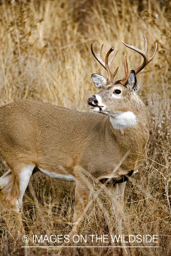 White-tailed buck.