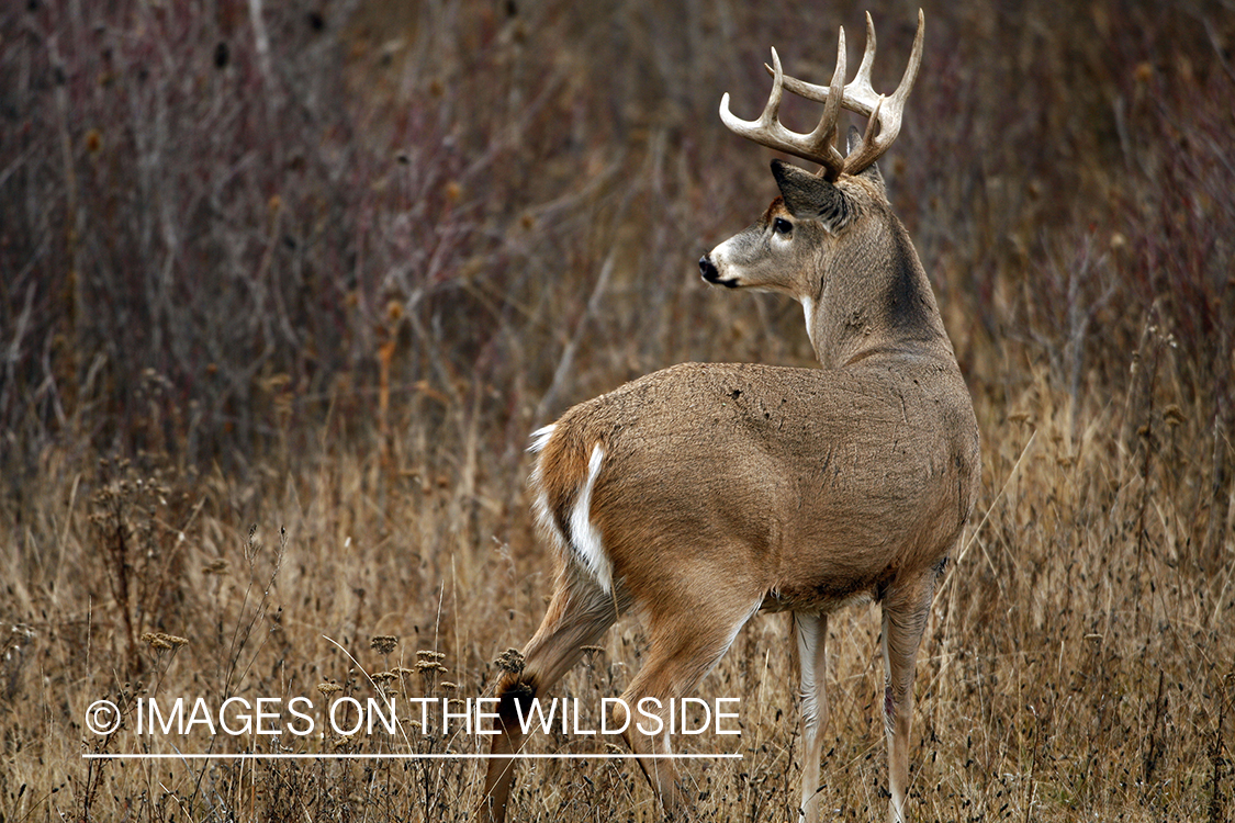 Whitetail Buck