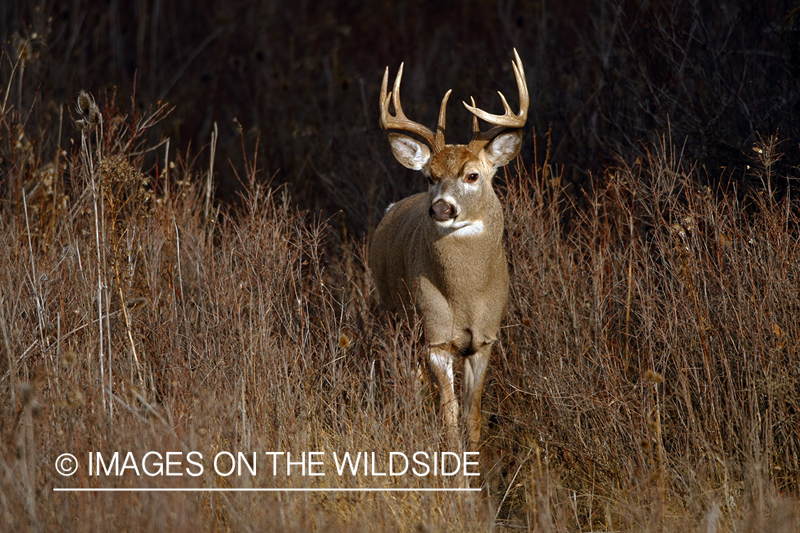 Whitetail Buck