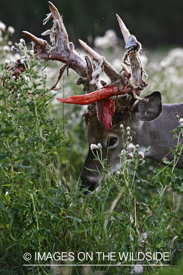 Whitetail buck shedding velvet