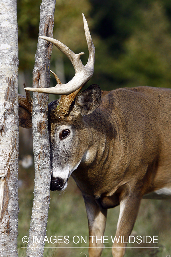 Whitetail buck rubbing antlers on tree.