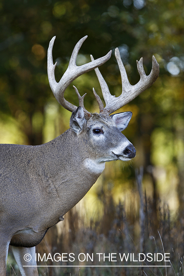 Whitetail buck in habitat