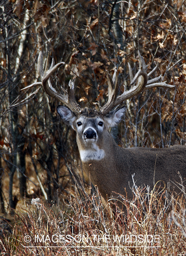 Whitetail buck in habitat.