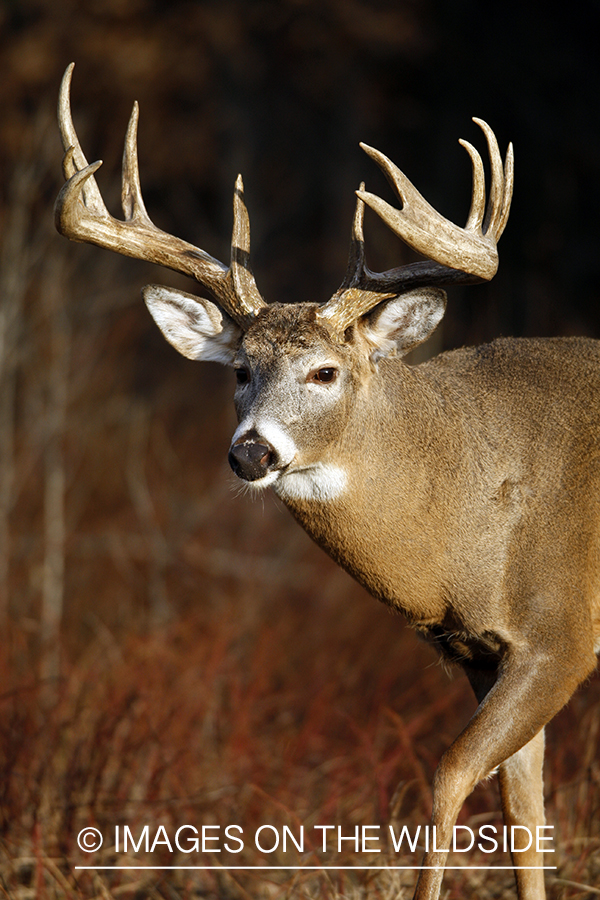 Whitetail buck in habitat.