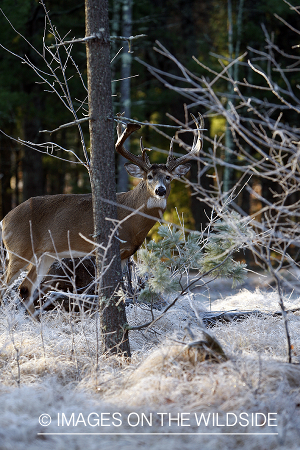 Whitetail buck in habitat.