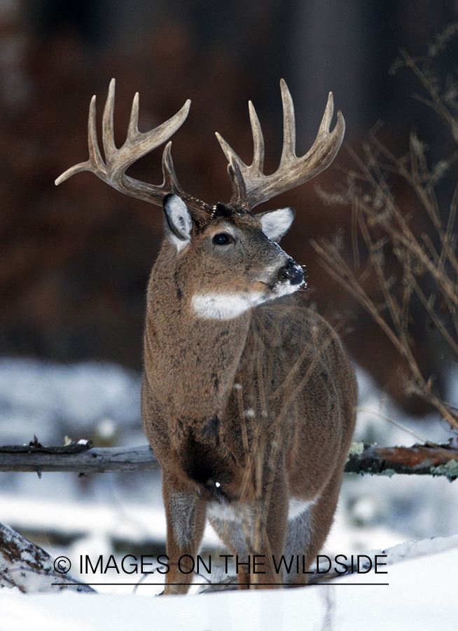 White-tailed buck in habitat.