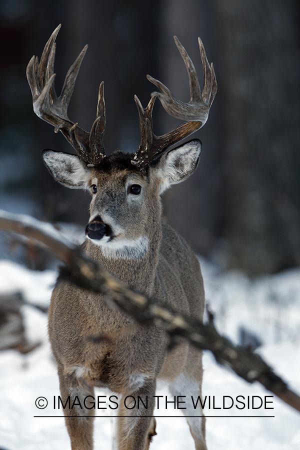 White-tailed buck in habitat.