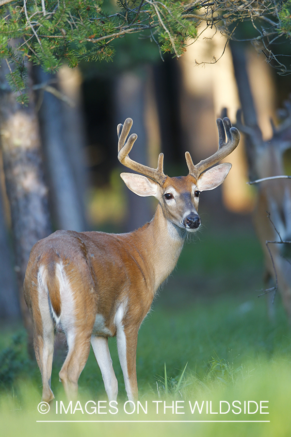 Whie-tailed deer apple creek