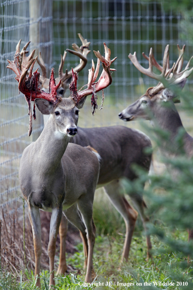 Captive white-tailed bucks in the velvet