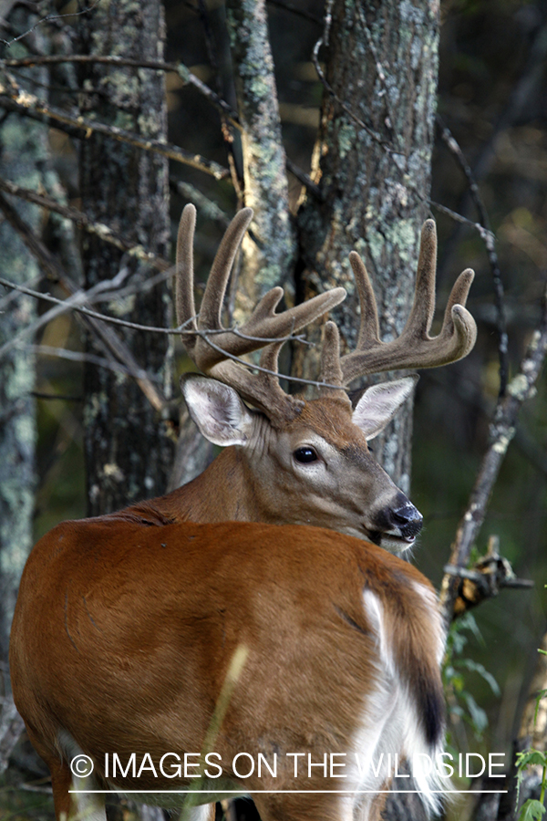 White-tailed buck in velvet 