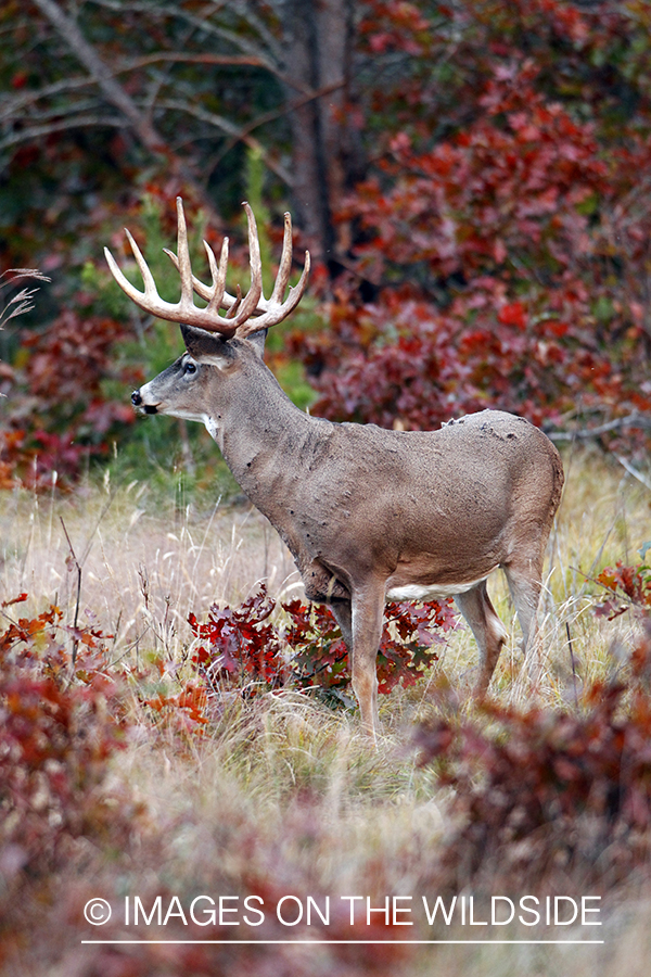 White-tailed buck in habitat. *