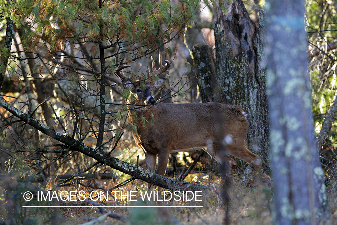 White-tailed buck in habitat. *