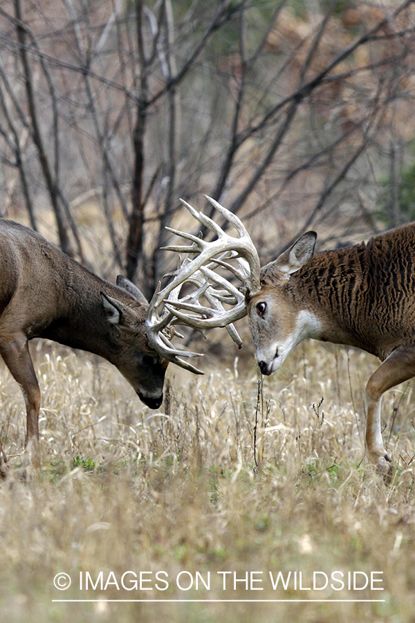 White-tailed bucks fighting in habitat. *