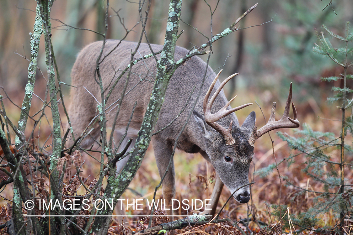 White-tailed buck in habitat. 