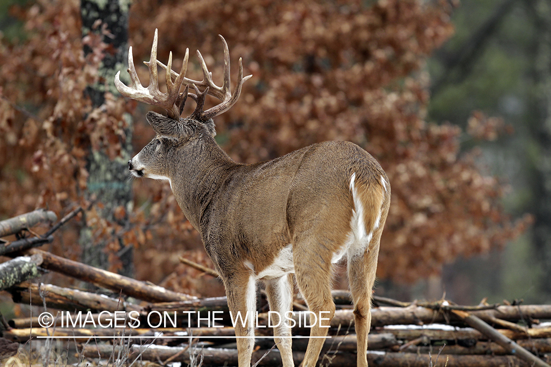 White-tailed buck in habitat. *