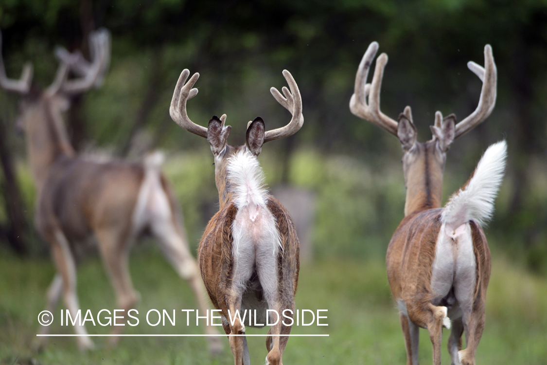 White-tailed bucks in velvet.  