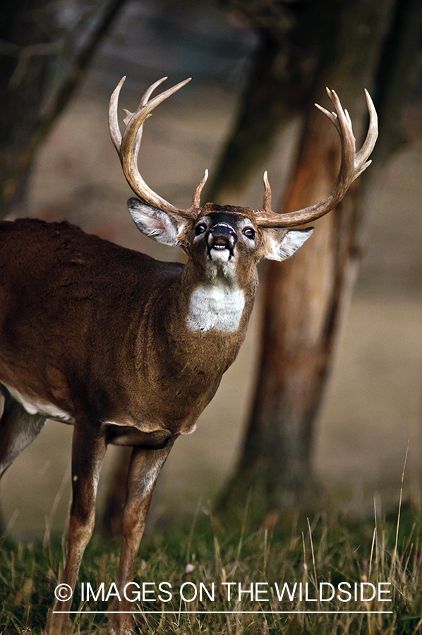 White-tailed buck lip curling during the rut. 