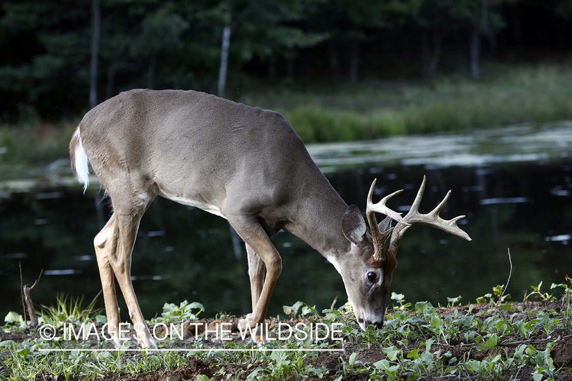 White-tailed buck grazing in food plot. 