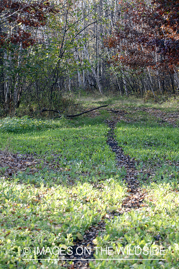 Deer trail through forest. 