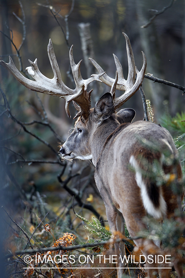 White-tailed buck in habitat. 