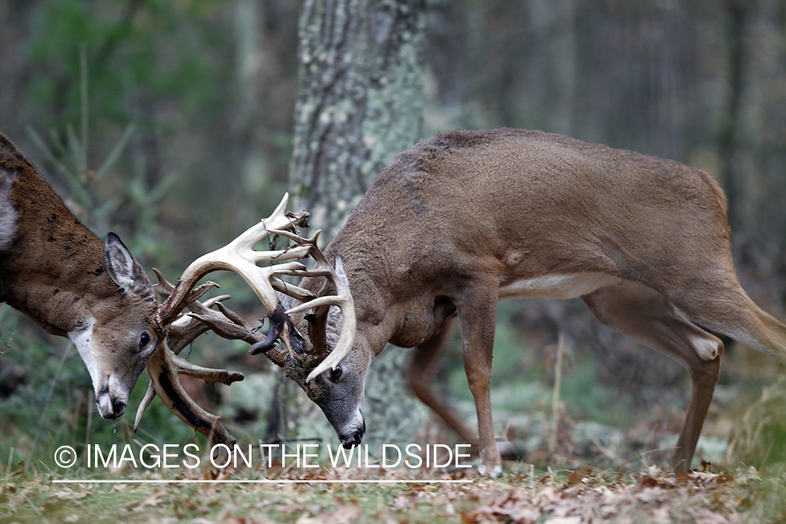 White-tailed bucks fighting. 