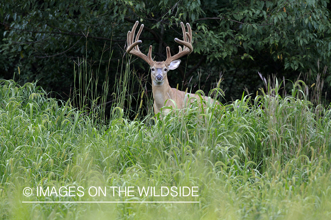 White-tailed buck in velvet.