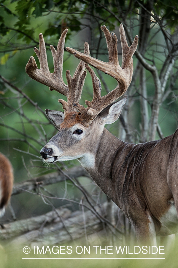 White-tailed buck in habitat.