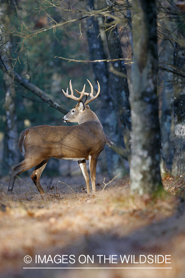 White-tailed buck in habitat.