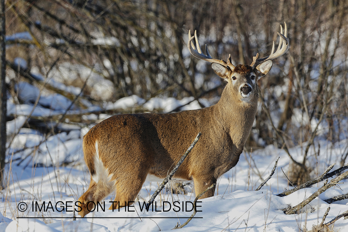 White-tailed buck in winter habitat.