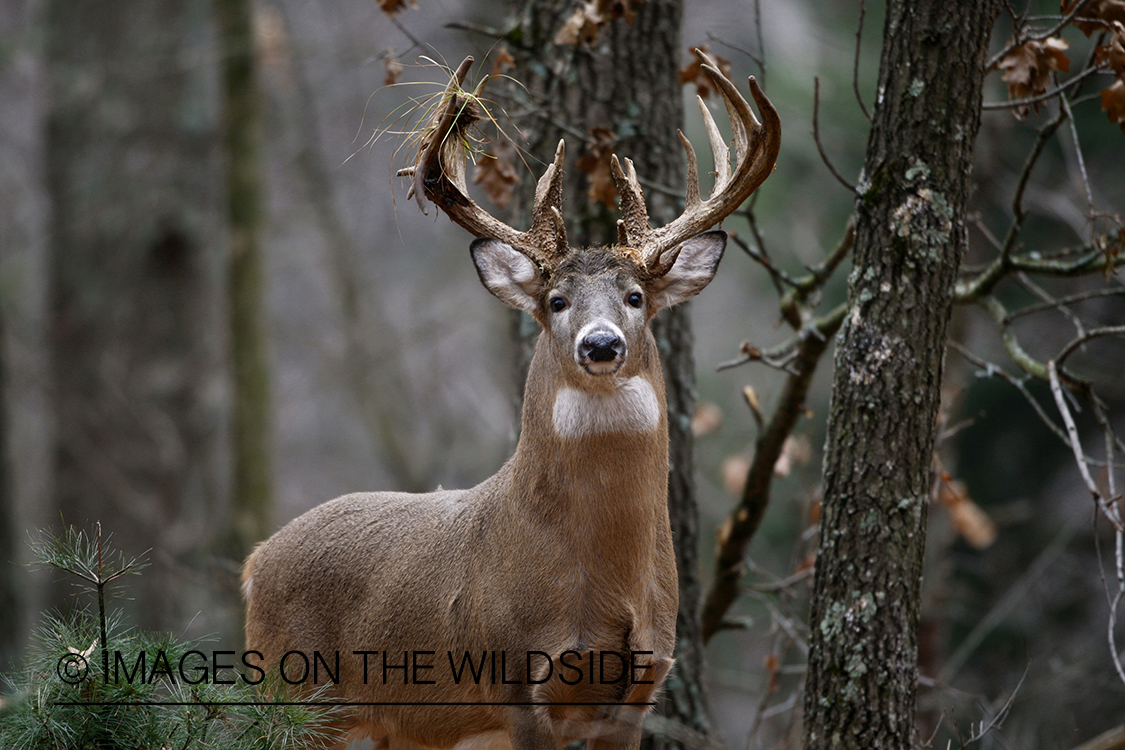 White-tailed buck in habitat.