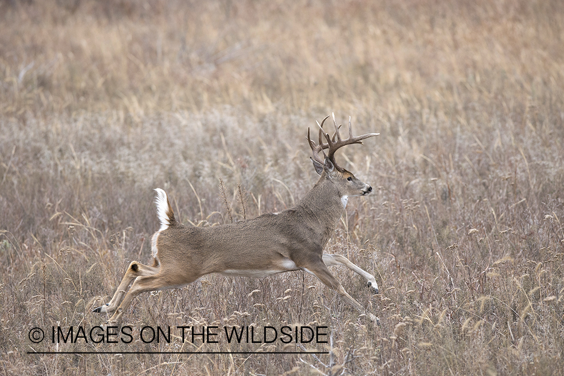 White-tailed buck running in habitat.